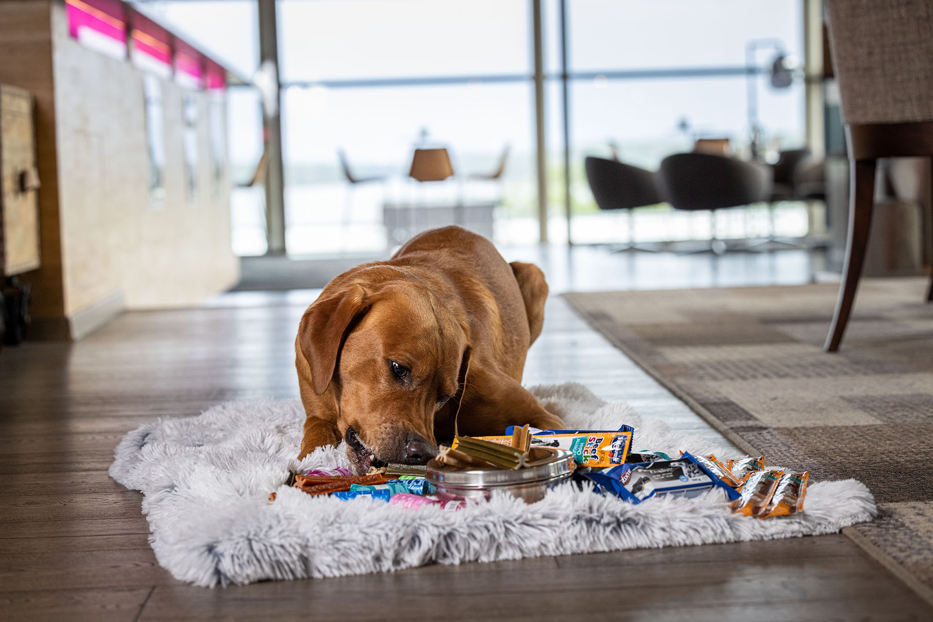 Hund på hotell